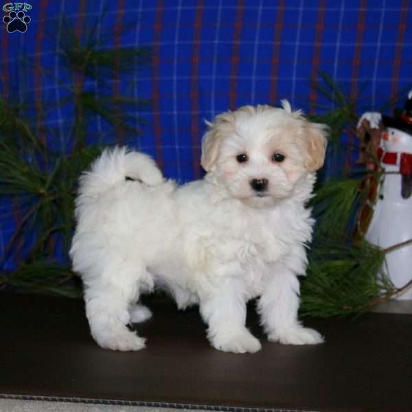Peggy, Maltipoo Puppy