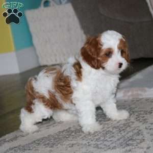 Peggy, Cavapoo Puppy