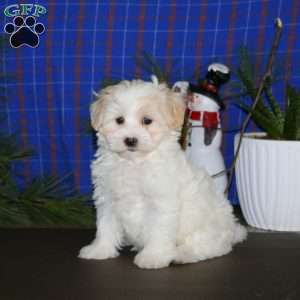 Peggy, Maltipoo Puppy