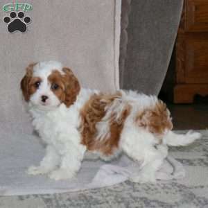 Peggy, Cavapoo Puppy