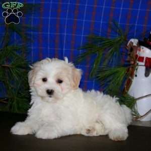 Peggy, Maltipoo Puppy
