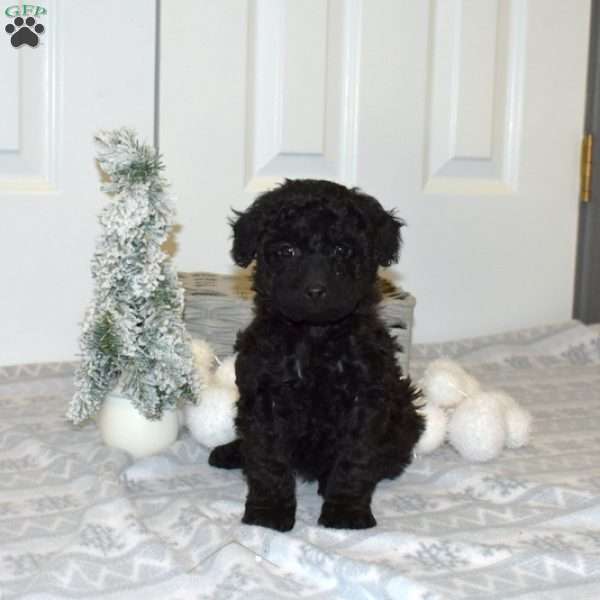 Penelope, Yorkie Poo Puppy