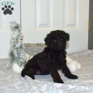 Penelope, Yorkie Poo Puppy