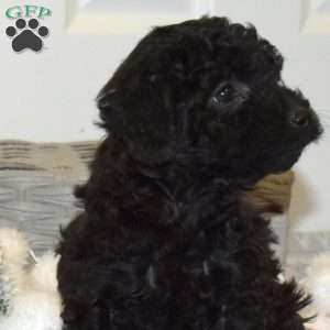 Penelope, Yorkie Poo Puppy