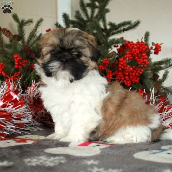 Penn, Shih Tzu Puppy