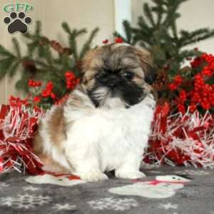 Penn, Shih Tzu Puppy