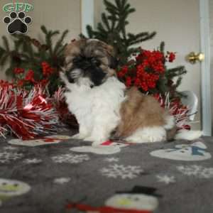 Penn, Shih Tzu Puppy