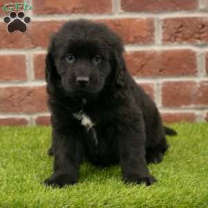 Penny, Newfoundland Puppy