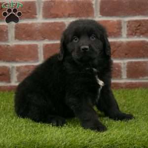 Penny, Newfoundland Puppy