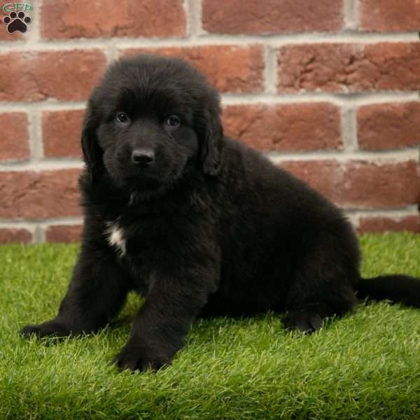 Penny, Newfoundland Puppy
