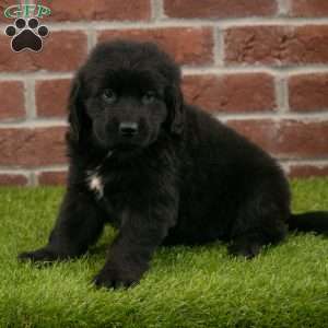 Penny, Newfoundland Puppy