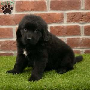 Penny, Newfoundland Puppy