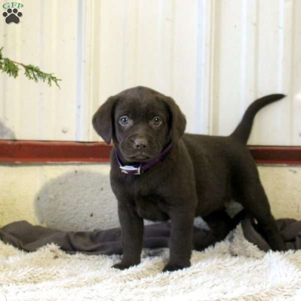 Penny, Chocolate Labrador Retriever Puppy
