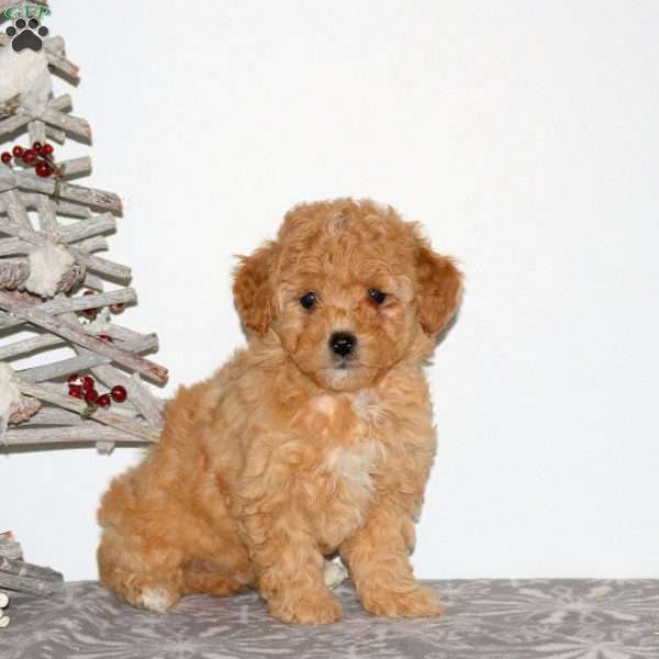 Penny, Maltipoo Puppy
