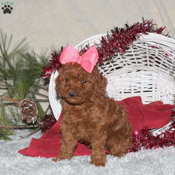 Penny, Toy Poodle Puppy