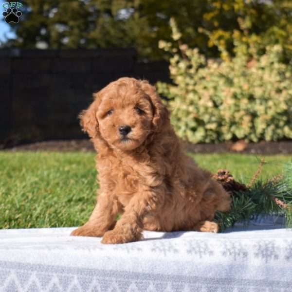 Penny, Mini Goldendoodle Puppy