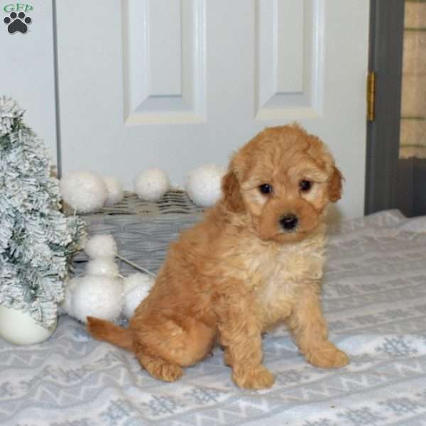 Penny, Yorkie Poo Puppy