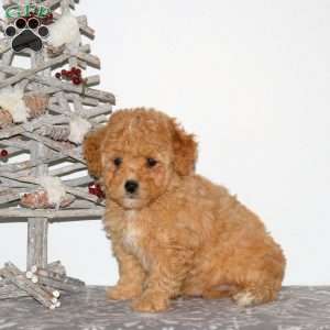 Penny, Maltipoo Puppy
