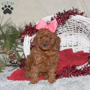 Penny, Toy Poodle Puppy