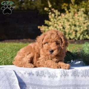 Penny, Mini Goldendoodle Puppy