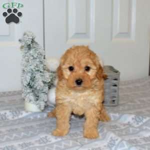 Penny, Yorkie Poo Puppy