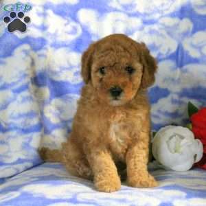 Penny, Miniature Poodle Puppy