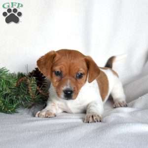 Penny, Jack Russell Terrier Puppy
