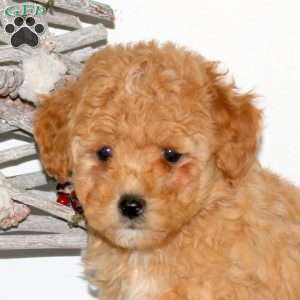 Penny, Maltipoo Puppy