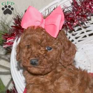 Penny, Toy Poodle Puppy