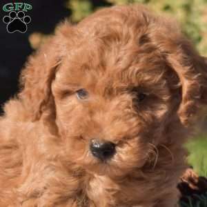 Penny, Mini Goldendoodle Puppy