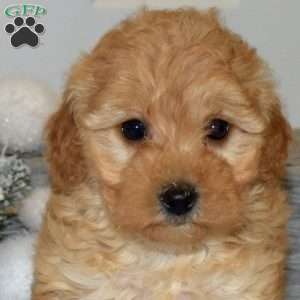 Penny, Yorkie Poo Puppy