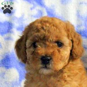 Penny, Miniature Poodle Puppy
