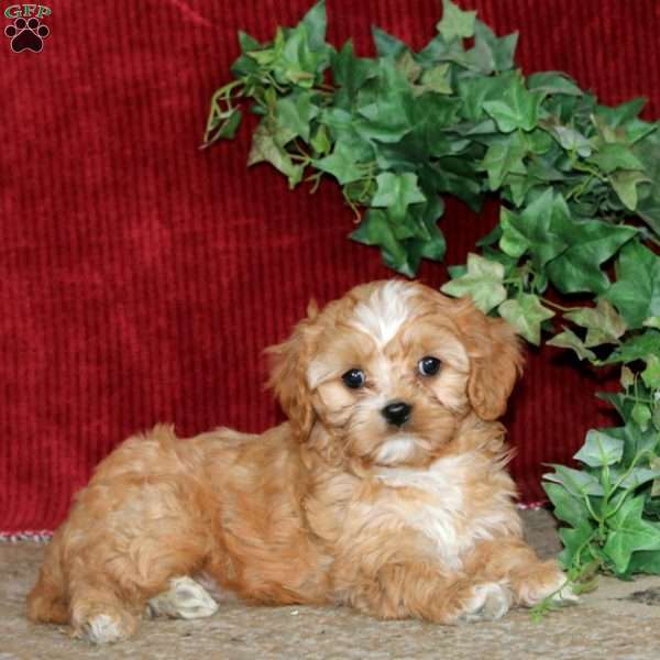 Penny, Cavapoo Puppy