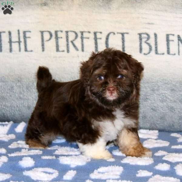 Penny, Havanese Puppy