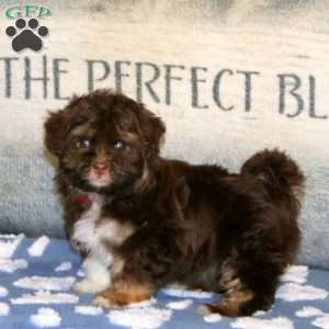 Penny, Havanese Puppy