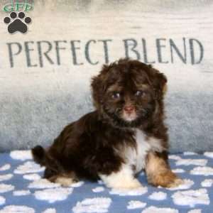 Penny, Havanese Puppy