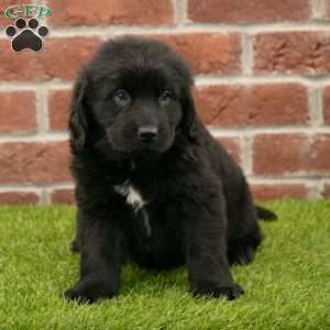 Penny, Newfoundland Puppy