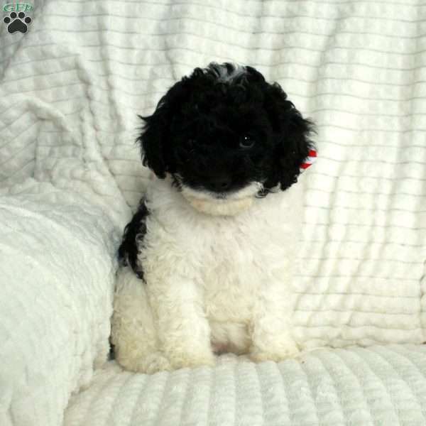 Pepper, Cavapoo Puppy