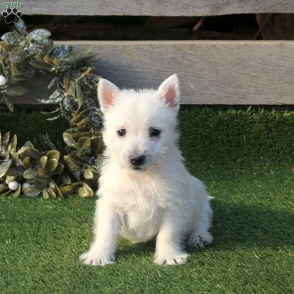 Pepper, West Highland Terrier Puppy