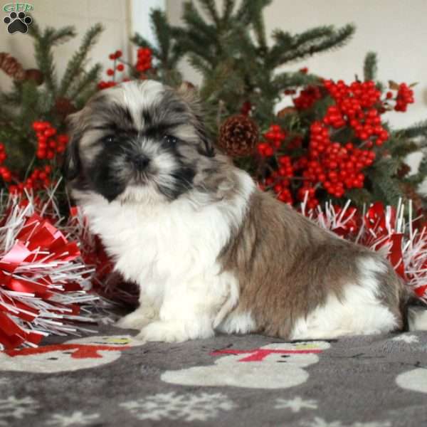 Pepper, Shih Tzu Puppy