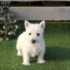 Pepper, West Highland Terrier Puppy