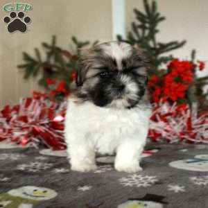 Pepper, Shih Tzu Puppy