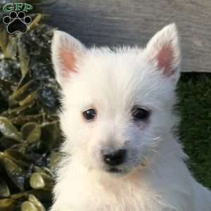 Pepper, West Highland Terrier Puppy