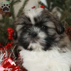 Pepper, Shih Tzu Puppy