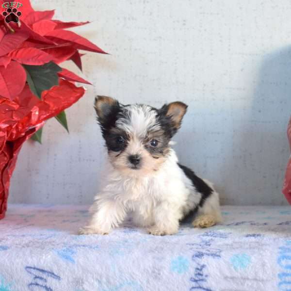 Pepper, Yorkie Puppy