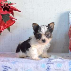 Pepper, Yorkie Puppy