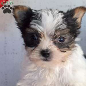 Pepper, Yorkie Puppy