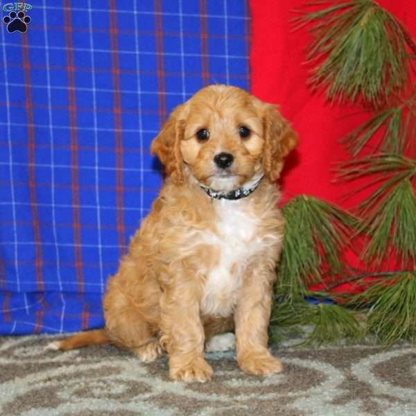 Pepper, Cavapoo Puppy