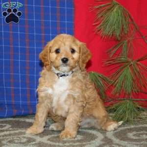 Pepper, Cavapoo Puppy