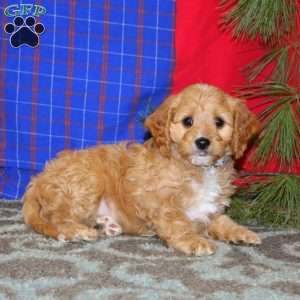 Pepper, Cavapoo Puppy